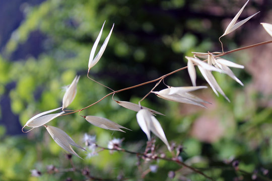 Figure aliene e foglie di spiga Poaceae