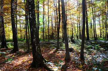 Obraz premium Autumn. Fall. Autumnal Park. Autumn Trees and Leaves in sun light