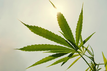 Cannabis leaf against and sun blue sky background