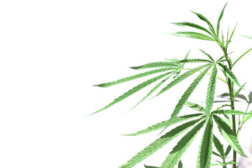 Cannabis leaf against isolate on white background