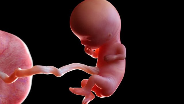 Human foetus attached to the umbilical cord and placenta at 11 weeks, animation.