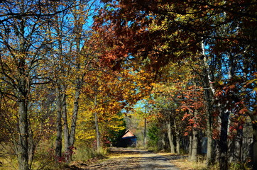 Autumn. Fall. Autumnal Park. Autumn Trees and Leaves in sun light