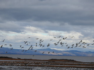 Snow Geese on the St. Lawrence River