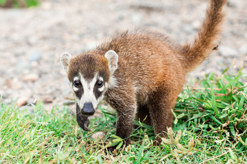 a baby of white- noise coati, foraging just outside the jungle