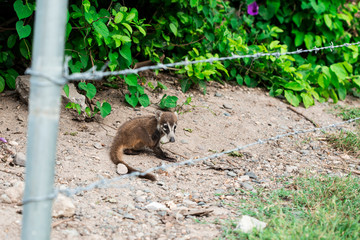 a baby of white- noise coati, foraging just outside the jungle