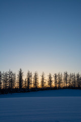 夕暮れの空とカラマツ林