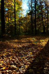 Fototapeta na wymiar Autumn. Fall. Autumnal Park. Autumn Trees and Leaves in sun light