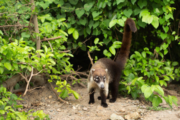 single portrait of wild white- noise coati in México
