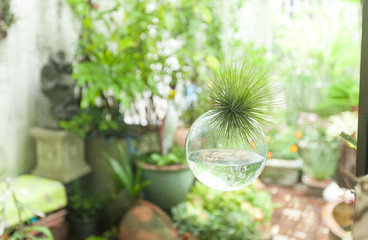Hanging glass sphere terrarium with a Tillandsia inside. Plant Terrarium. Selective focus and blurred background.
