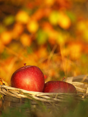 Harvest of red apples in a wicker basket and in autumn leaves. Ripe organic apple with stem in autumn garden grass. Fresh home made bio season fruit in nature on a sunny background