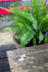 Wooden outdoors seats in summer garden