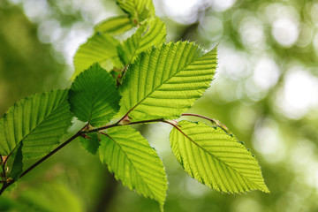 Green deciduous forest on a sunny day.