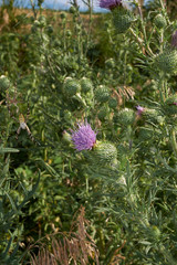 Cirsium vulgare