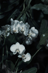 Fototapeta na wymiar white Phalaenopsis Orchid flowers 