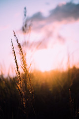 Dettagli all'alba sul mare