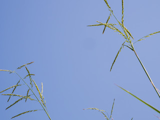 Minimal abstract clear blue sky with natural grain wheat plant as background.