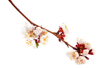 Blooming apricot isolated on white background