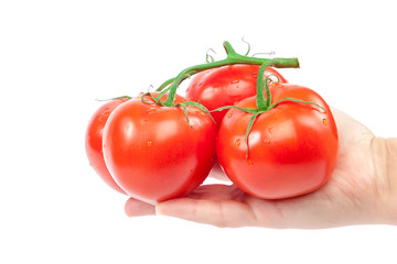 Fresh tomato branch in hand on white background.