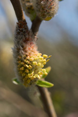 Salix caprea