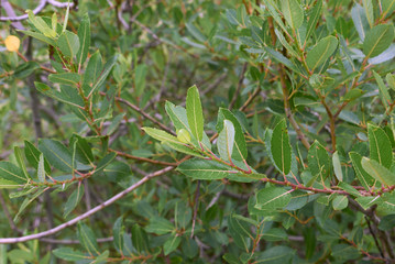 Salix caprea