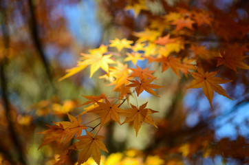 Naklejka na ściany i meble autumn leaves with sunlight on tree.