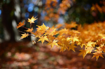 yellow autumn leaves with sunlight.