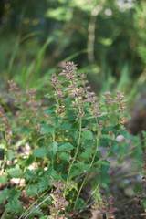 Teucrium chamaedrys