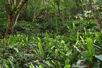 Taroko National Park flora