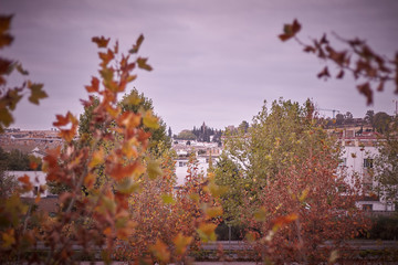vista de la ciudad entre los arboles