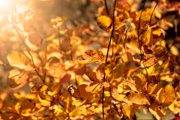 Autumn colors on a tree