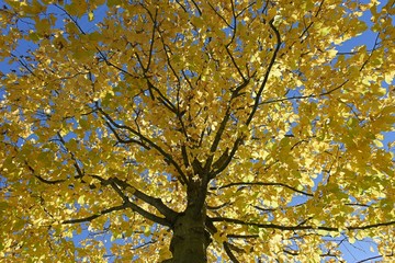 looking up at the yellow tree in autumn 