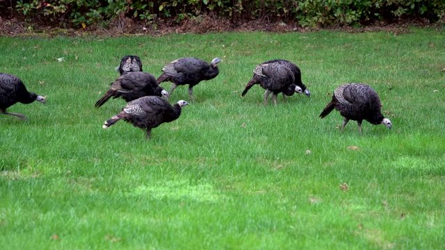 Turkey flock grazing and moving into woods