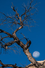 L'albero e la luna 03
