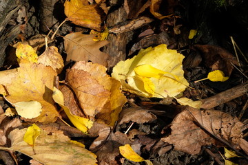 Herbstlaub Hintergrund 
