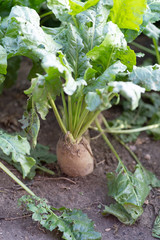 Young beet grows in the field. Eco food. Natural cultivation. Plants grown organically.