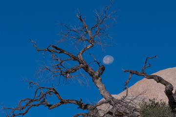 L'albero e la luna 02