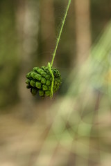 fern on tree