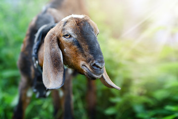 Beautiful goat portrait or head detail in summer day. Brown anglo nubian goat farm.