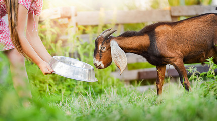 Little girl feeding anglo nubian goat on beautiful grass or meadow in summer time and back light.