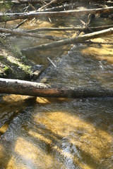 stream in the forest