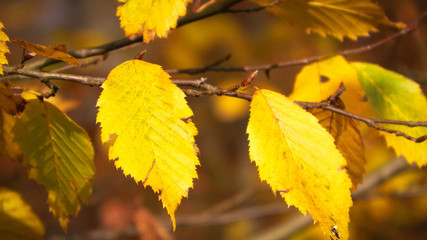 Close up of autumnal leaves. Nature background.