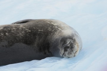 phoque antarctique