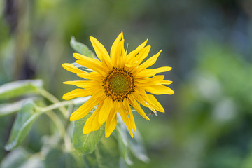 A natural yellow flower grows on a green blurred background.