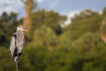 Heron