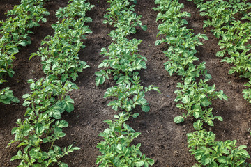 Young green potato sprouts on the field
