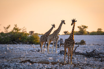 Giraffen im Etosha Nationalpark, Namibia © Jearu