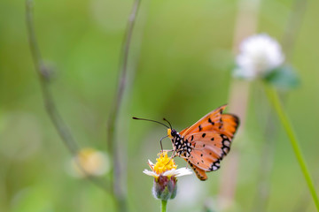 Plain Tiger butterfly sucking nectar from yellow flowers .