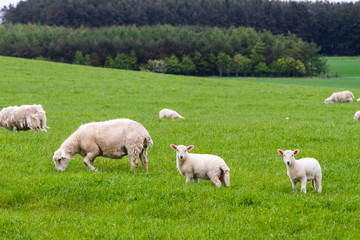 Obraz premium Scotish coast with sheeps in the fields