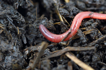 Earthworm in the ground close-up