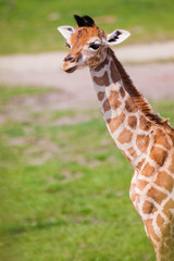 Uganda-Giraffe oder Rothschild-Giraffe (Giraffa camelopardalis rothschildi)